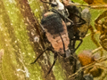 Metopeurum fuscoviride